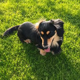 Gus - Dachshund