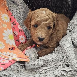 Bernedoodle, Bernese Mountain Dog, Cavapoo, Goldendoodle, and Poodle Puppies from Happy Valley Puppies
