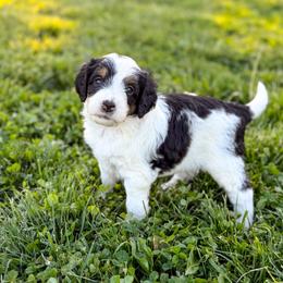 Ivory - Tri-color female Bernedoodle puppy in Pittsburgh, Pennsylvania from WestPenn Doodles LLC