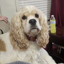 SANDY - Cocker Spaniel