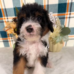 Toyota - Tri-color male Bernedoodle puppy in Luana, Iowa from Country View Bernedoodles and Goldendoodles