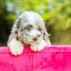 Aussiedoodle, Bordoodle, Goldendoodle, and Sheepadoodle Puppies from Crooked Creek Doodles and Poodles