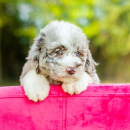 Aussiedoodle, Bordoodle, Goldendoodle, and Sheepadoodle Puppies from Crooked Creek Doodles and Poodles