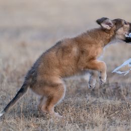 Silken Windhound Puppies from Redshift Silken Windhounds