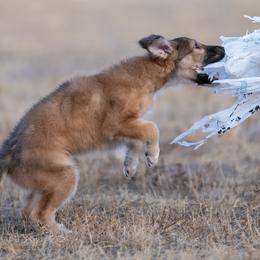 Silken Windhound Puppies from Redshift Silken Windhounds
