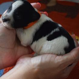 Orange Girl - Parti female Miniature Schnauzer puppy in Oneonta, Alabama from Murphree Valley Kennels