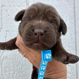 Light Blue - Chocolate female Labrador Retriever puppy in Newton Grove, North Carolina from Wayalife Labradors & Gsp’s