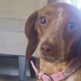 Navi - Dachshund