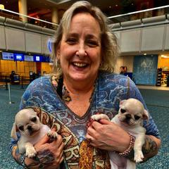 Pug Puppies from Pug Perfection Puppies