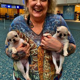 Pug Puppies from Pug Perfection Puppies