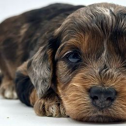 Bernedoodles, Goldendoodles, and Sheepadoodles from Quailridge Poodles and Doodles