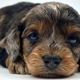 Bernedoodles, Goldendoodles, and Sheepadoodles from Quailridge Poodles and Doodles