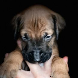 Boy 4 - Rd whtn blk nose Rhodesian Ridgeback puppy in Cary, Illinois from Blyde River Rhodesian Ridgebacks
