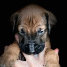 Boy 4 - Rd whtn blk nose Rhodesian Ridgeback puppy in Cary, Illinois from Blyde River Rhodesian Ridgebacks
