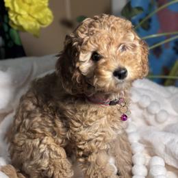 Pumpkin - Apricot female Poodle puppy in Seminole, Oklahoma from TruPoodles, Oklahoma AKC Mini poodles