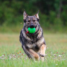 German Shepherds from Wertvoll German Shepherds