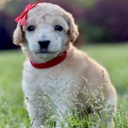 Miss Red Collar - Apricot female Poodle puppy in Screven, Georgia from Dreamland Standard Poodles