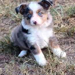 Demi - Blue merle female Miniature Australian Shepherd puppy in Muskogee, Oklahoma from Tagalong Lane Australian shepherds