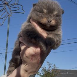 Indie - Blue and tan female Pomeranian puppy in El Sobrante, California from Little Lovers Kennels, LLC