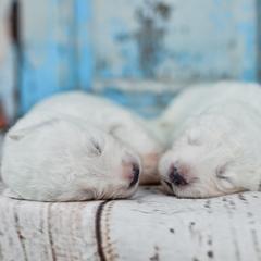 Border Collie, Bordoodle, and Maremma Sheepdog Puppies from 2J 2K Border Collies