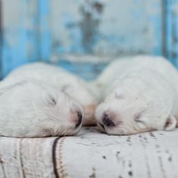 Border Collie, Bordoodle, and Maremma Sheepdog Puppies from 2J 2K Border Collies
