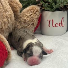 Elsa - Blue merle female Toy Australian Shepherd puppy in Norco, California from River Springs Aussies