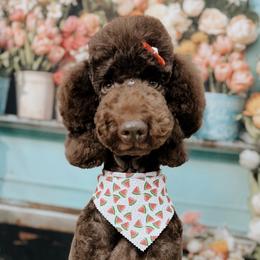 Harlow - Poodle