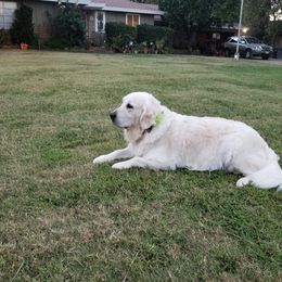 Ghost - Golden Retriever