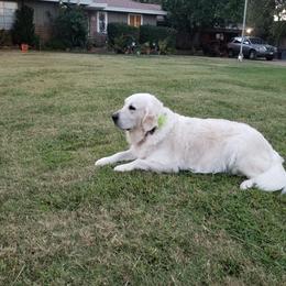 Ghost - Golden Retriever