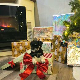 Rocco - Black and silver male Miniature Schnauzer puppy in Petersburg, Indiana from Crafton Schnauzers