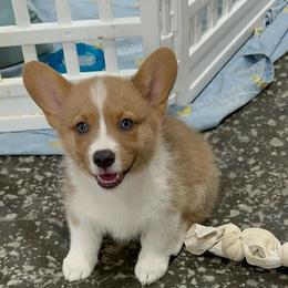 Sissy AKC registered - White and fawn female Pembroke Welsh Corgi puppy in Montgomery County, Tennessee from Anita’s little Corgi Haven