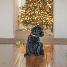Giant Schnauzer Puppies from Valour's Giants