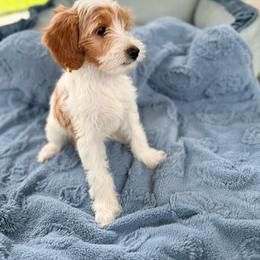 Isla - Parti female Goldendoodle puppy in Cocoa, Florida from The Beach Doodles