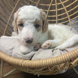 Apricot parti female - Yellow and white female Bernedoodle puppy in Clarksville, Iowa from Iowa Heartland Doodles