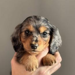 Dachshund Puppies from Krysta Wasson