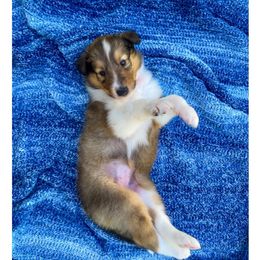 Minnie - Sable and white female Collie puppy in St Augustine, Florida from Saltwater Collies LLC
