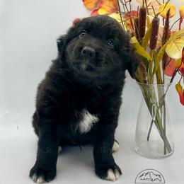 Onyx - Black male Australian Shepherd puppy in Thornton, Colorado from 303 Aussies