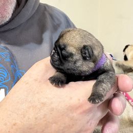 Purple - Fawn male Pug puppy in Altoona, Pennsylvania from Ivyside Pugs