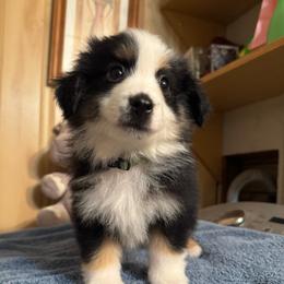 Girl 5 - female Miniature American Shepherd puppy in Estacada, Oregon from Malachi Kennels