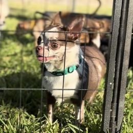 Dolly - Chihuahua