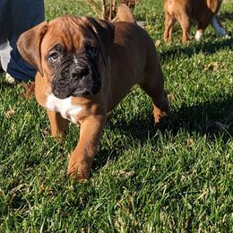 River (1) - Fawn Boxer puppy in Wellington, Ohio from Brinkhaven Boxers