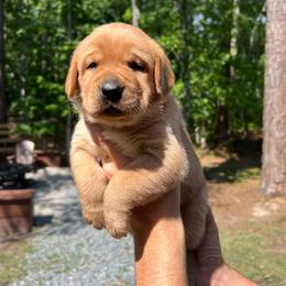 Blaze - Yellow male Labrador Retriever puppy in Carthage, North Carolina from Wicked Pines Retrievers