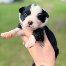 Cider ASDR - Black tri male Miniature Australian Shepherd puppy in Polk City, Florida from Skaky Shepherds