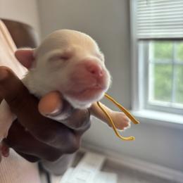Theodore - White male Maltese puppy in Raleigh, North Carolina from Loveable Litters