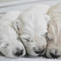 Goldendoodle and Golden Retriever Puppies from Canterbury Canines