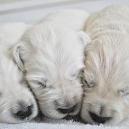 Goldendoodle and Golden Retriever Puppies from Canterbury Canines