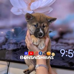 SHARK TOOF - Red male Shiba Inu puppy in Minnesota from BonsaiShibas