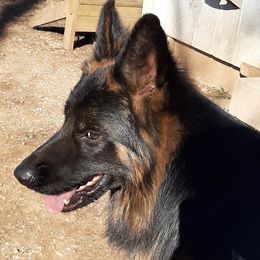 Kyros - German Shepherd