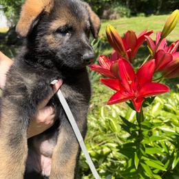 Suzanne - Sable female German Shepherd puppy in Winterport, Maine from Vom Stevens Old Fashioned German Shepherds