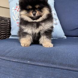 Coffee - Black and tan female Pomeranian puppy in Grayslake, Illinois from Touch Of Clouds Poms